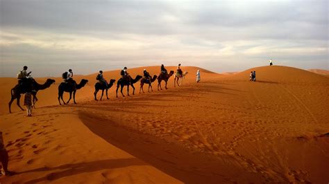 Jogar Desert Camel no modo demo